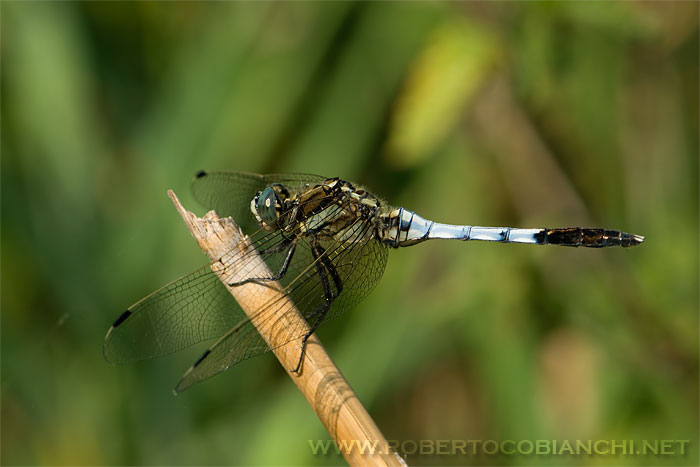 Orthetrum albistylum maschio